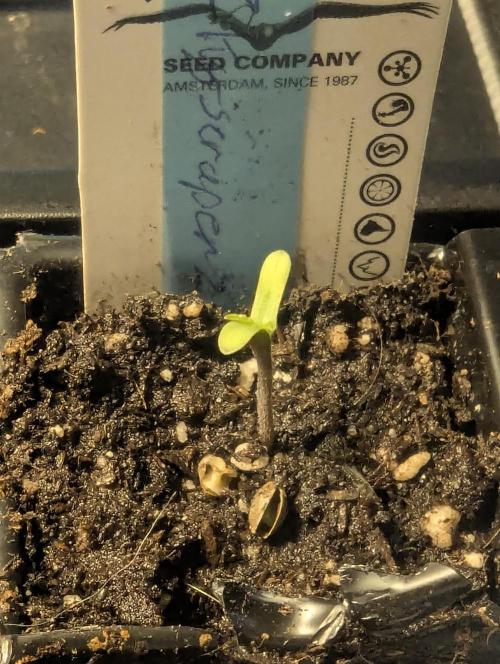 ZkyscraperZ - N.Y.Ceeds. Week 0