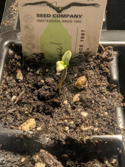 Night Ritual - Wizard Trees. Week 0