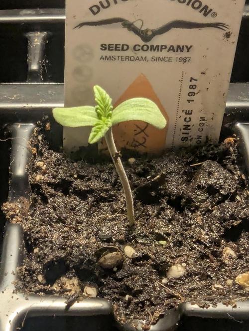 Grand Prixx - Wizard Trees. Week 0