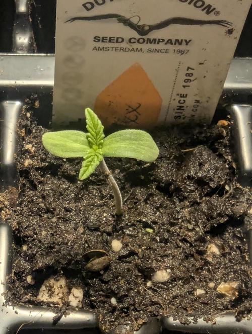 Grand Prixx - Wizard Trees. Week 0