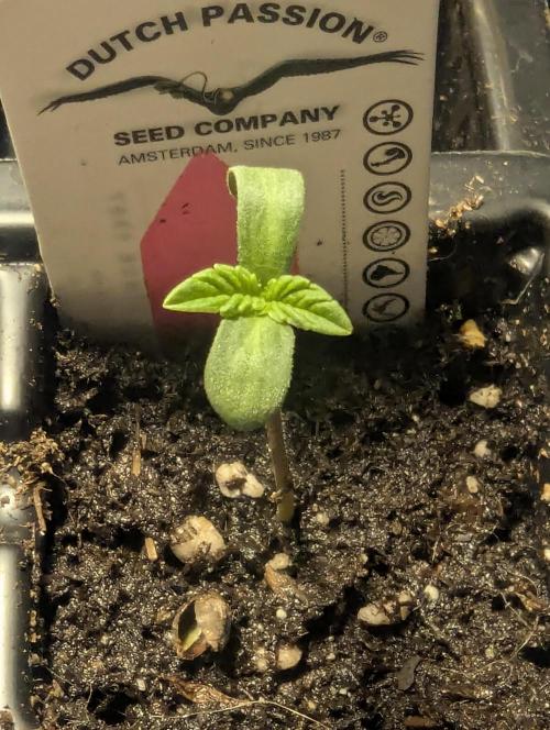 Potion - Wizard Trees. Week 0