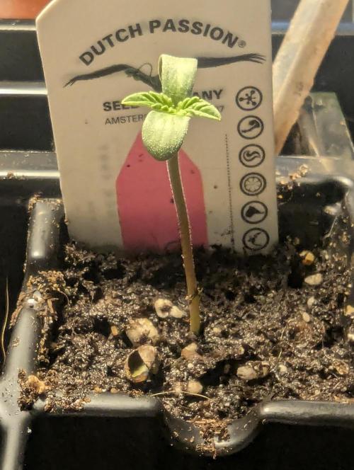 Potion - Wizard Trees. Week 0
