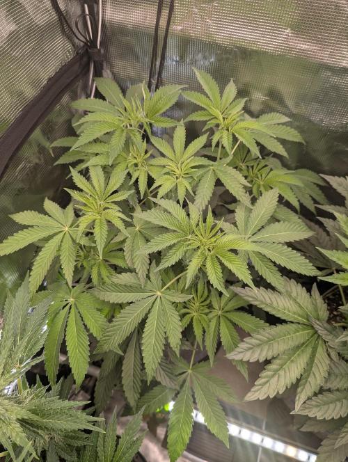 Wizard Fuel - Wizard Trees. Week 6