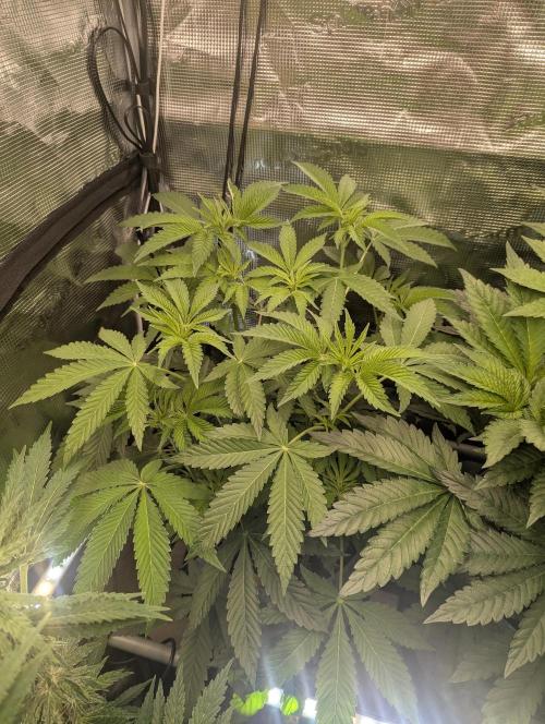 Wizard Fuel - Wizard Trees. Week 6