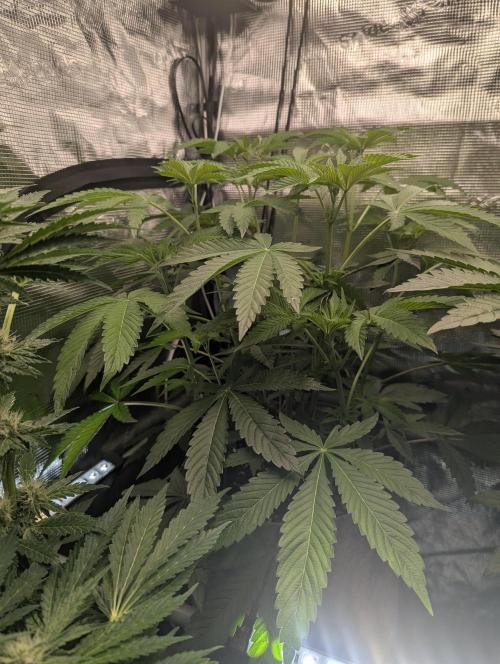 Wizard Fuel - Wizard Trees. Week 6