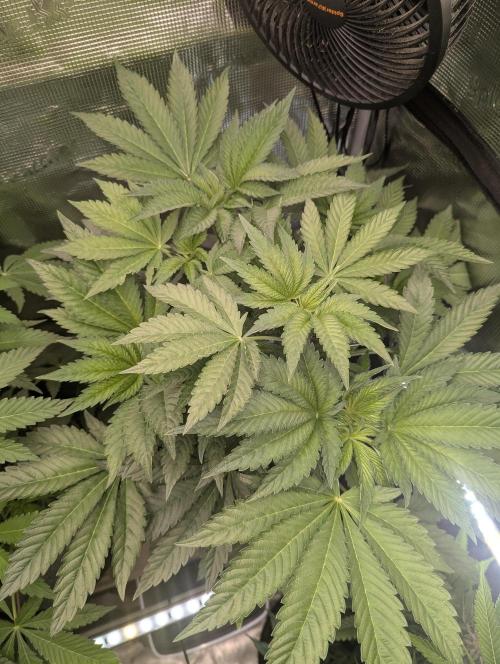 British Delight - Wizard Trees. Week 6