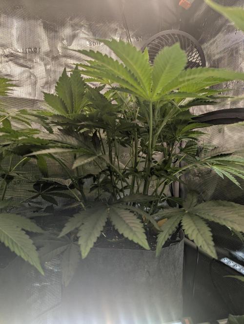 British Delight - Wizard Trees. Week 6