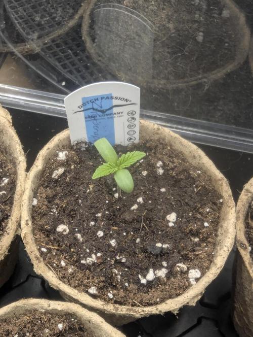 ZkyscraperZ - N.Y.Ceeds. Week 0