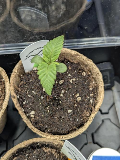 Holy Snow - Greenhouse Seed Co.. Week 1