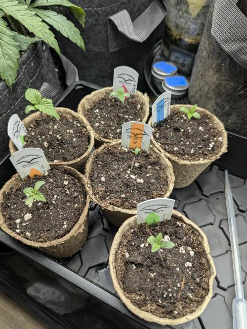Holy Snow - Greenhouse Seed Co.. Week 1
