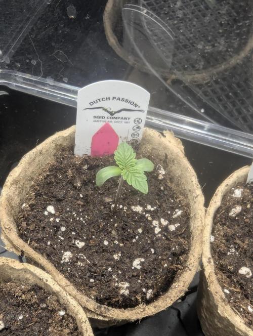 Potion - Wizard Trees. Week 0