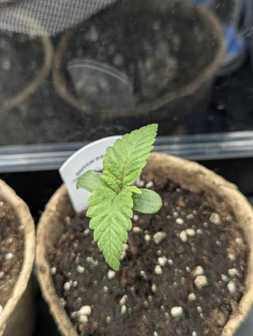 Holy Snow - Greenhouse Seed Co.. Week 1