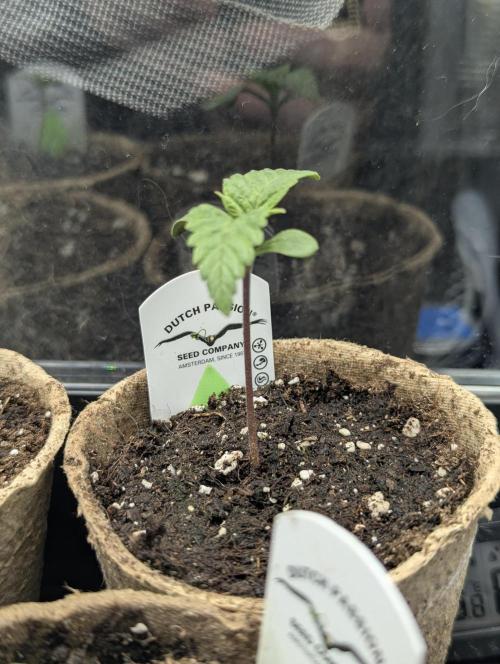 Holy Snow - Greenhouse Seed Co.. Week 1