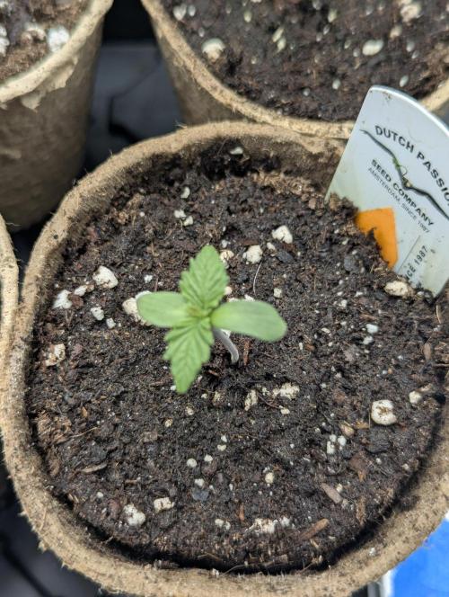 Grand Prixx - Wizard Trees. Week 0