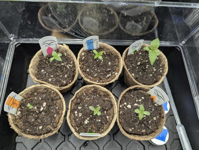 Grand Prixx - Wizard Trees. Week 0