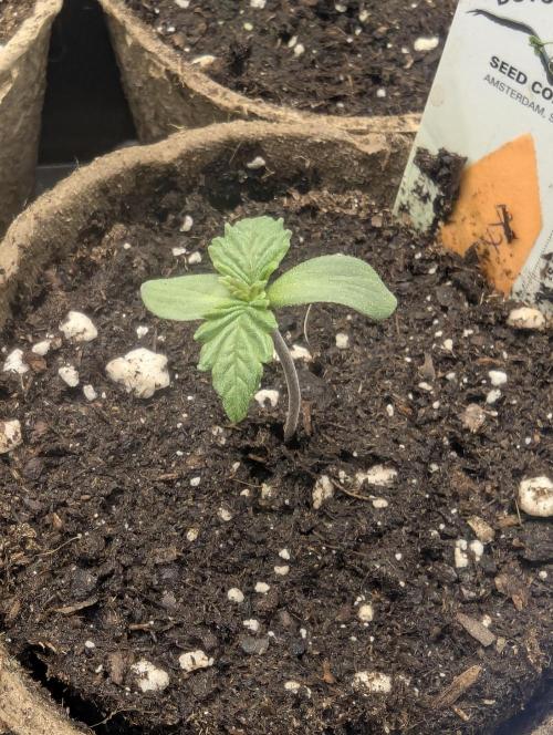 Grand Prixx - Wizard Trees. Week 0