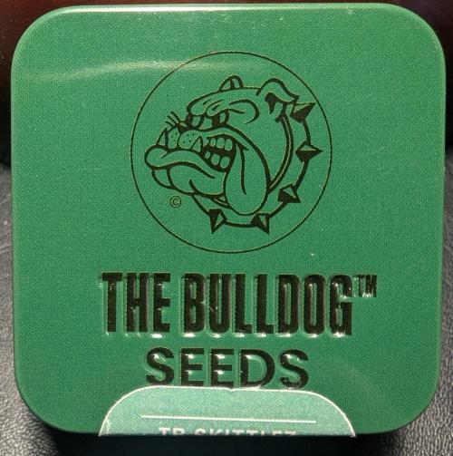 TB SkittleZ Auto - Bulldog Seeds. Week 0