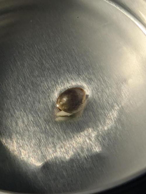 TB SkittleZ Auto - Bulldog Seeds. Week 0