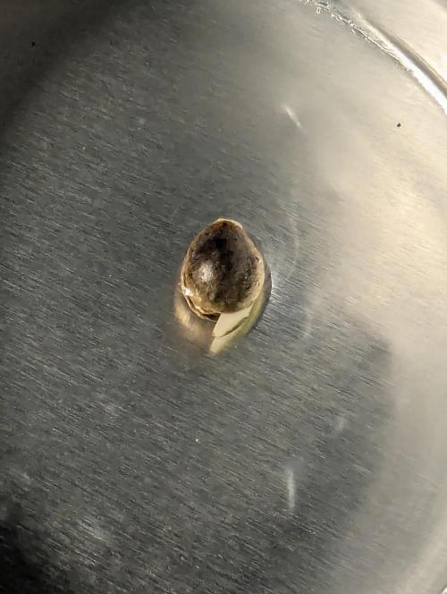 TB SkittleZ Auto - Bulldog Seeds. Week 0