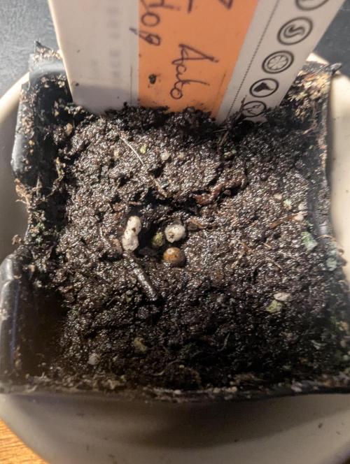TB SkittleZ Auto - Bulldog Seeds. Week 0