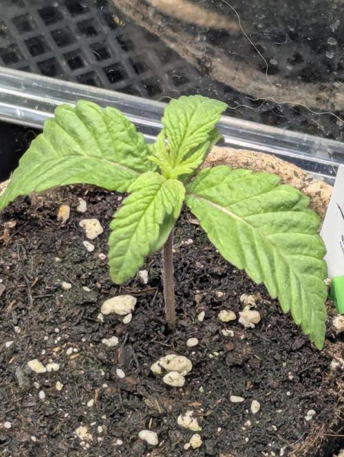 Holy Snow - Greenhouse Seed Co.. Week 1