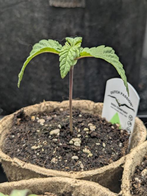 Holy Snow - Greenhouse Seed Co.. Week 1