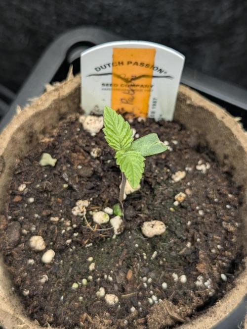 Gary Patron - Nine Weeks Harvest. Week 0