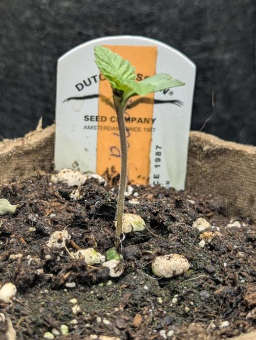 Gary Patron - Nine Weeks Harvest. Week 0