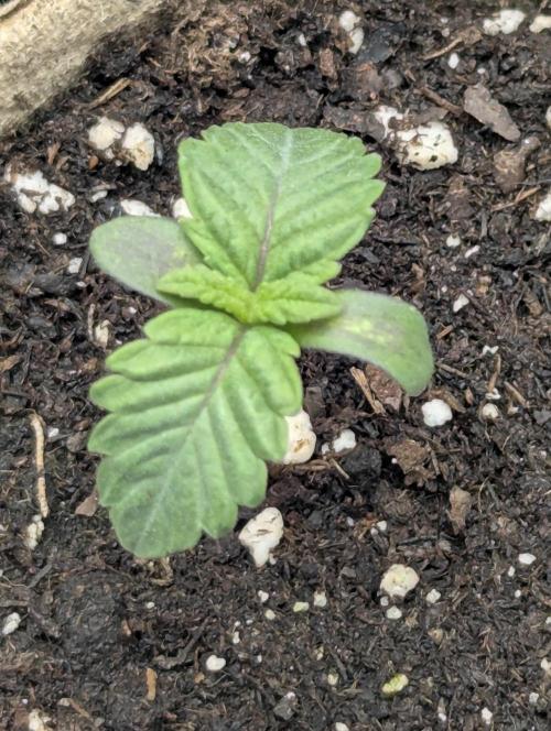 Potion - Wizard Trees. Week 0