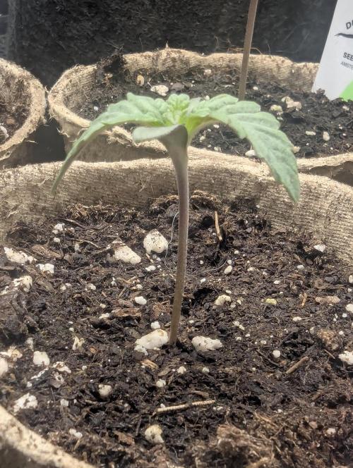 Potion - Wizard Trees. Week 0