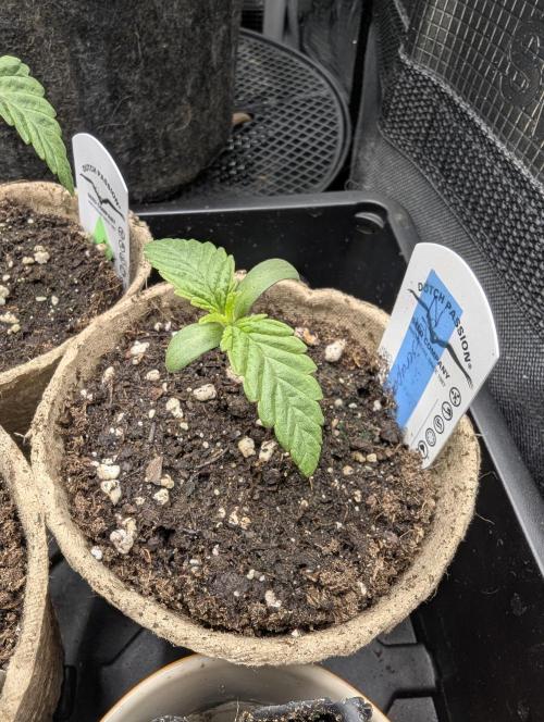 ZkyscraperZ - N.Y.Ceeds. Week 1