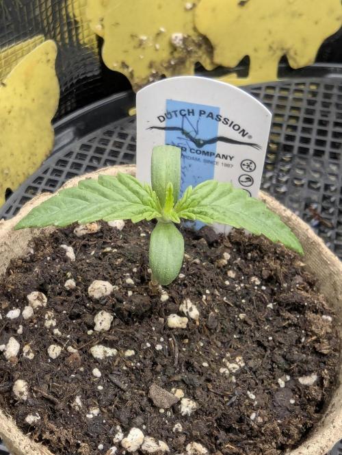 ZkyscraperZ - N.Y.Ceeds. Week 1