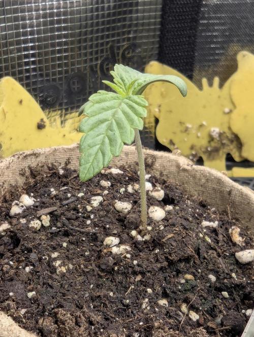 ZkyscraperZ - N.Y.Ceeds. Week 1