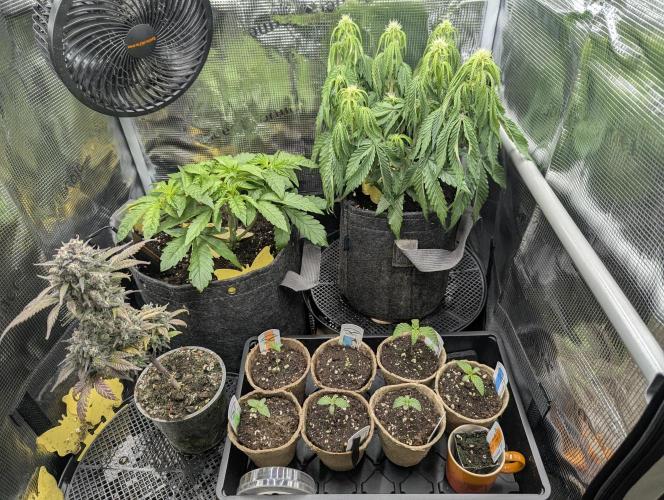 ZkyscraperZ - N.Y.Ceeds. Week 1