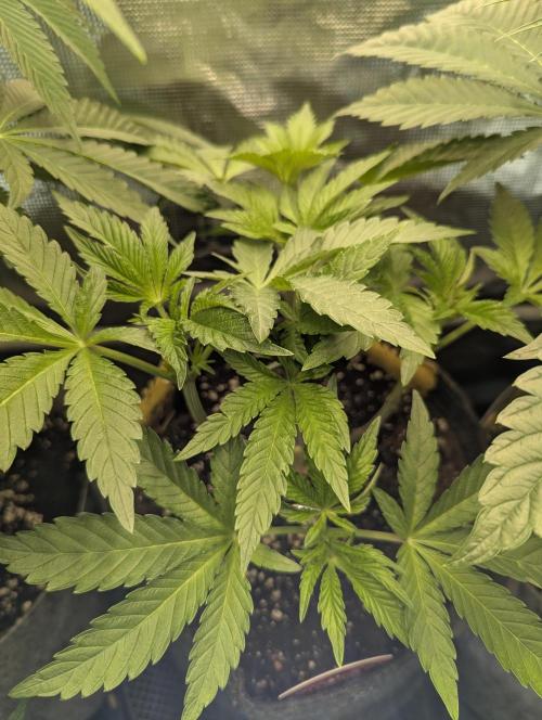 ZodaZa - Umami. Week 5