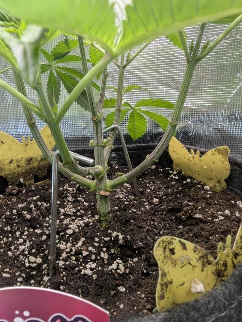 ZodaZa - Umami. Week 5