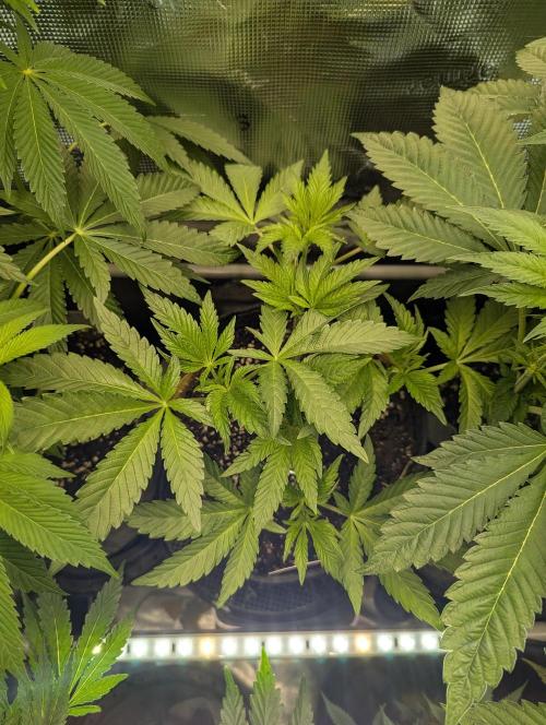 ZodaZa - Umami. Week 5