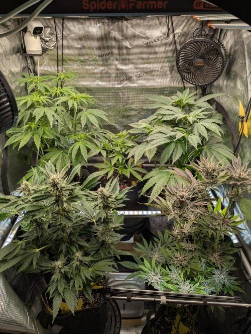 ZodaZa - Umami. Week 5