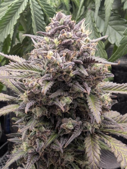 Strawberry Gorilla Auto - FastBuds. Week 10