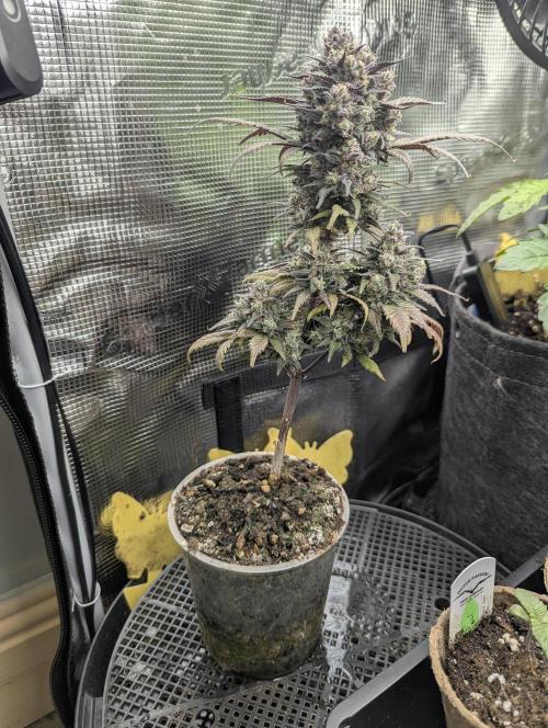 Strawberry Gorilla Auto - FastBuds. Week 10