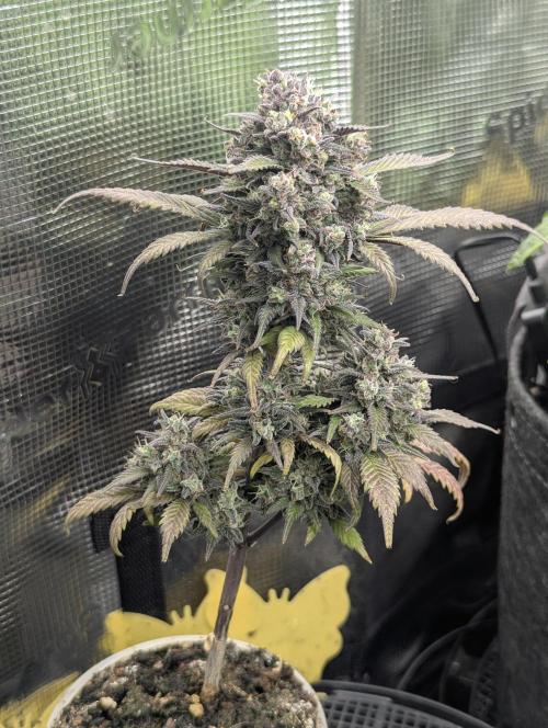 Strawberry Gorilla Auto - FastBuds. Week 10