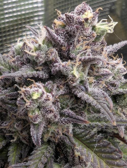 Strawberry Gorilla Auto - FastBuds. Week 10