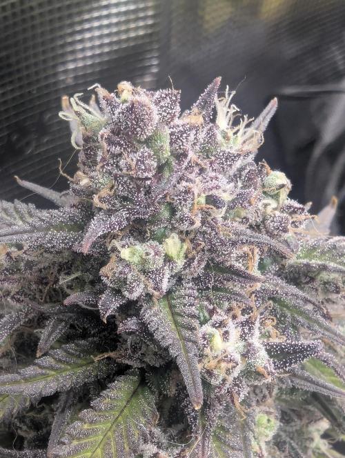 Strawberry Gorilla Auto - FastBuds. Week 10