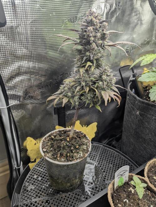 Strawberry Gorilla Auto - FastBuds. Week 10