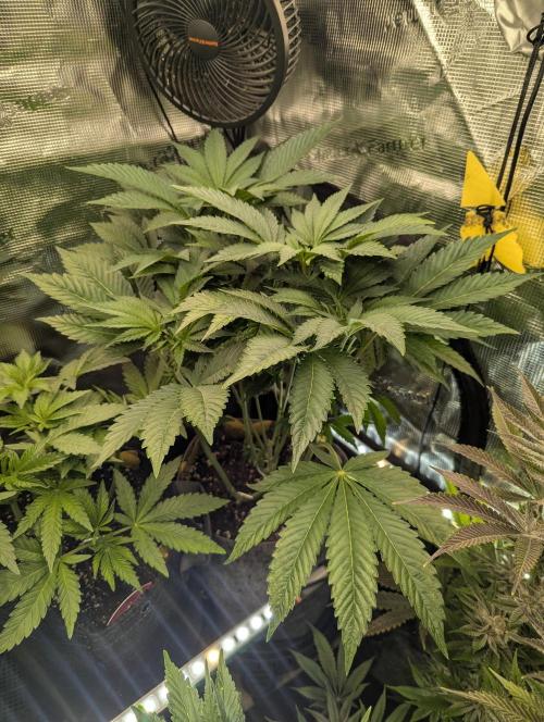 British Delight - Wizard Trees. Week 7
