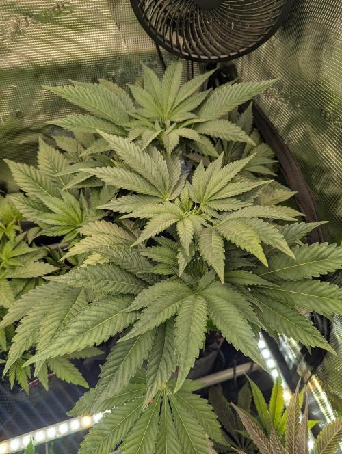 British Delight - Wizard Trees. Week 7
