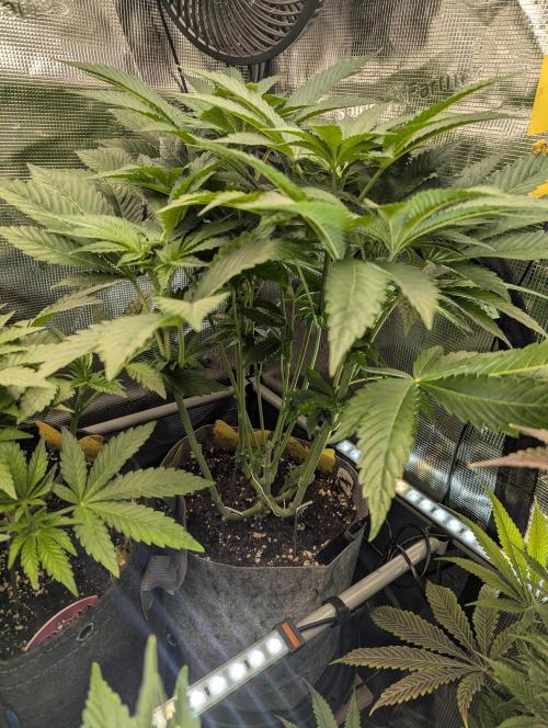 British Delight - Wizard Trees. Week 7