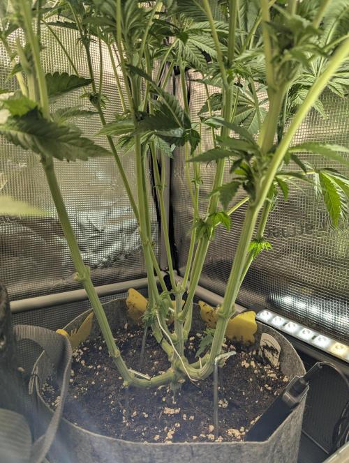 British Delight - Wizard Trees. Week 7