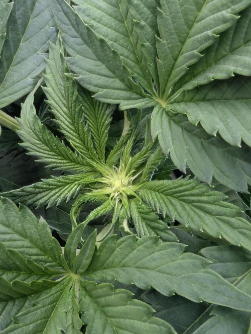 British Delight - Wizard Trees. Week 7