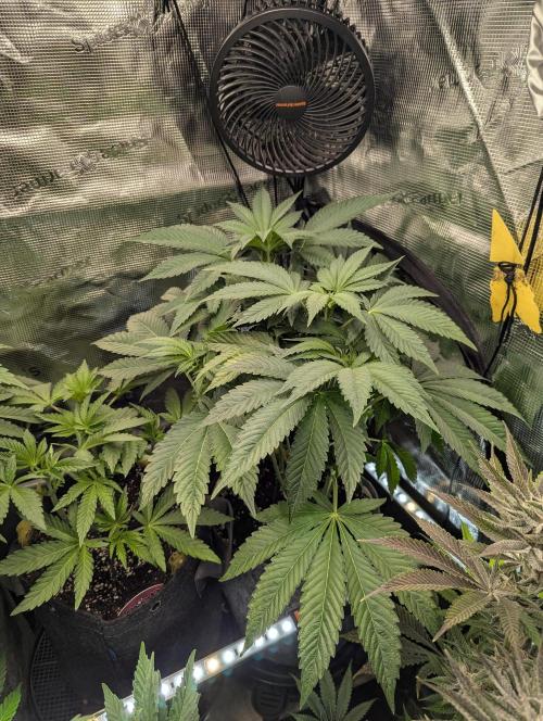 British Delight - Wizard Trees. Week 7